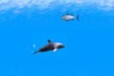Thumbnail of Dolphin Swimming